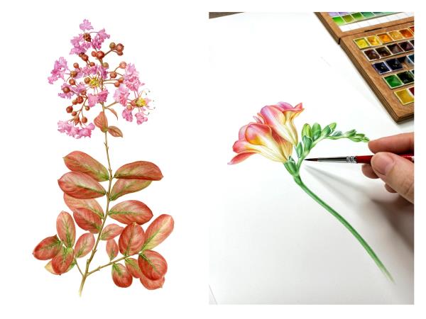 Botanical painting holiday in Greece