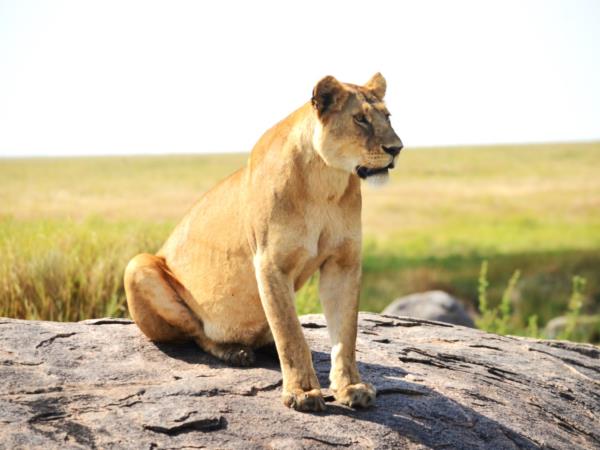 Tanzania Great Migration and Serengeti Safari holiday