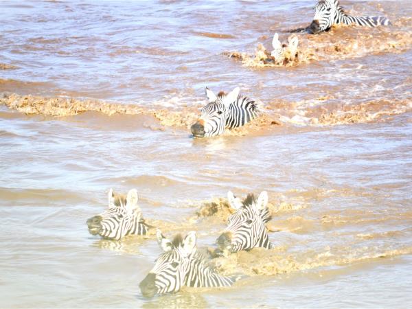 Tanzania Great Migration and Serengeti Safari holiday