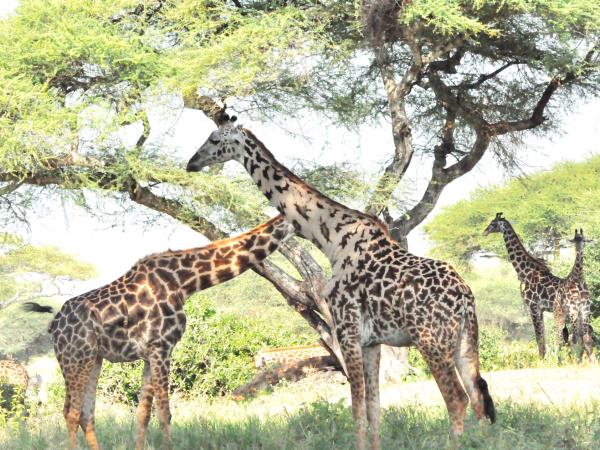 Serengeti luxury short safari holiday