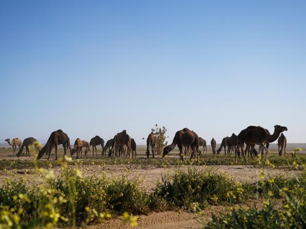 Morocco Sahara Desert adventure tour
