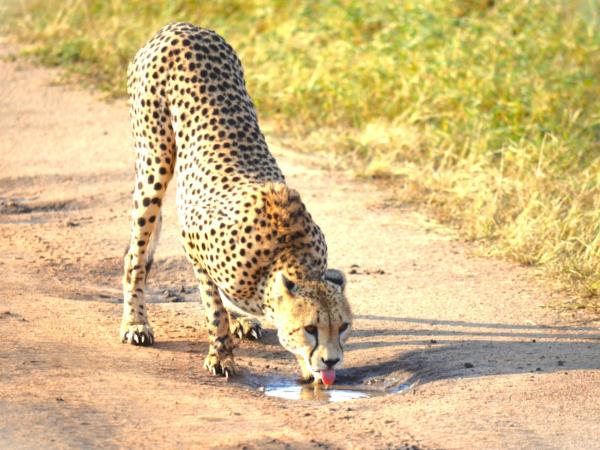 Tanzania Great Migration and Serengeti Safari holiday