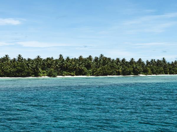 Liveaboard whale shark conservation holiday, Maldives