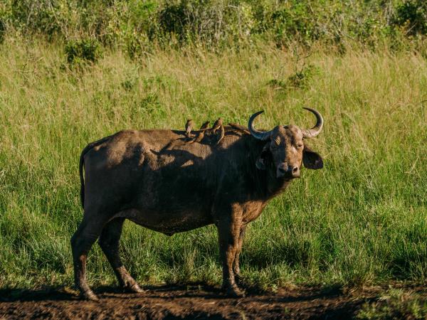 Zululand wildlife conservation holiday in South Africa