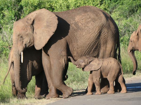 Zululand wildlife conservation holiday in South Africa