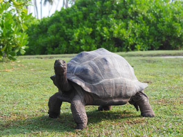 Marine conservation holiday in the Seychelles