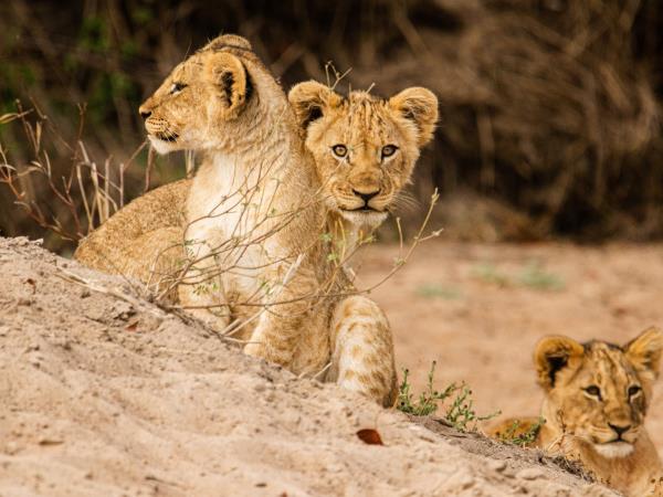 Malawi wildlife conservation holiday