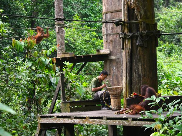 Borneo wildlife holiday, tailor made