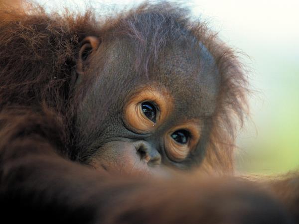 Borneo wildlife holiday, tailor made