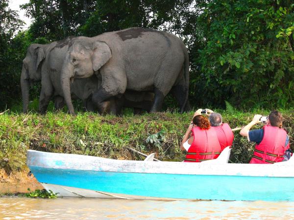 Borneo wildlife highlights honeymoon