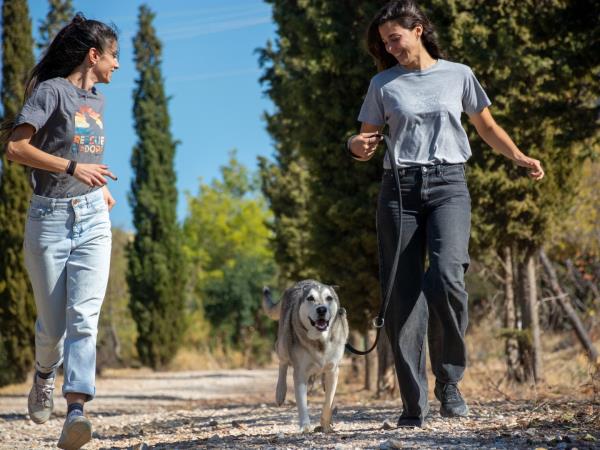 Dog and cat sanctuary volunteering in Portugal