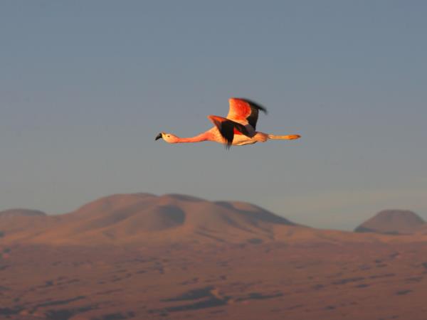 Chile wildlife and wilderness holiday