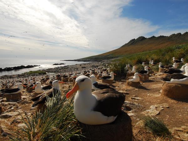 South Georgia, Falklands & Antarctic Peninsula cruise