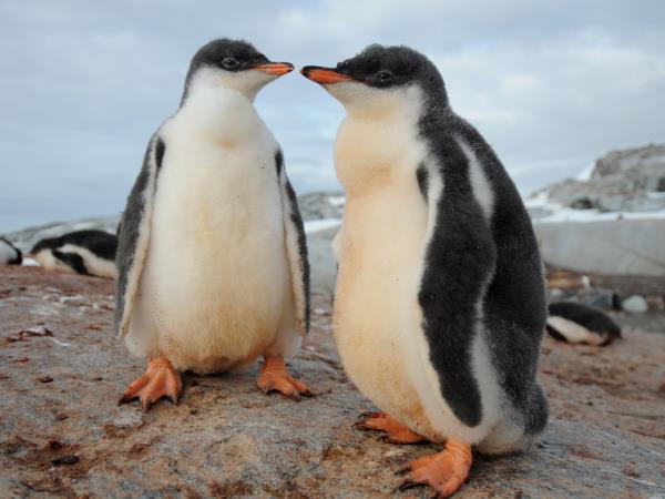 South Georgia, Falklands & Antarctic Peninsula cruise