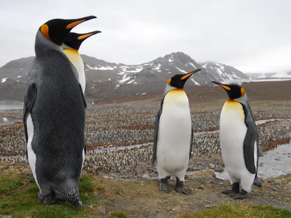 South Georgia, Falklands & Antarctic Peninsula cruise