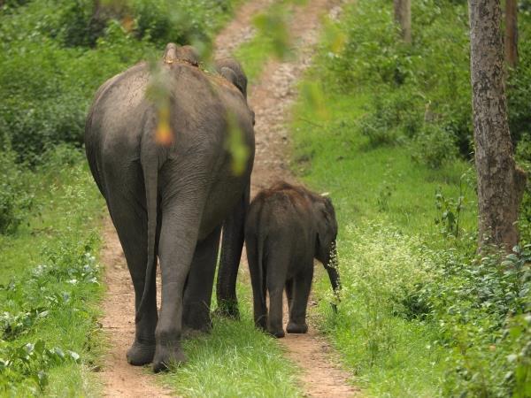 Karnataka tailormade holiday, India