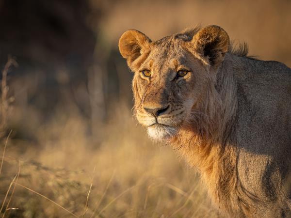 Wilderness Training Course in Botswana