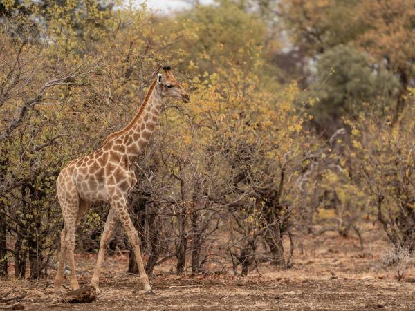 Wilderness Training Course in Botswana