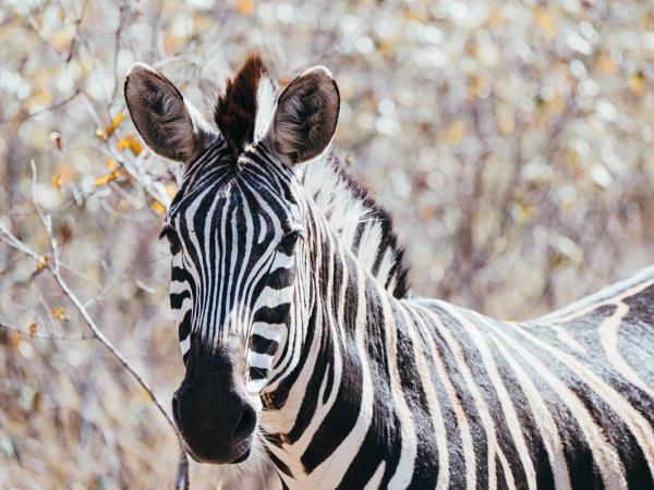 Wildlife monitoring holiday in South Africa