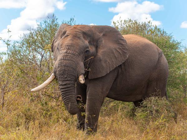 Wildlife monitoring holiday in South Africa