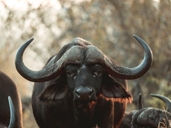 Wildlife monitoring holiday in South Africa