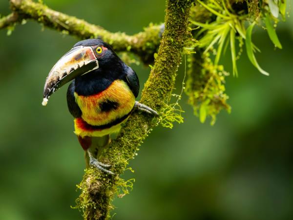 Costa Rica tailor made holiday, vistas and volcanoes