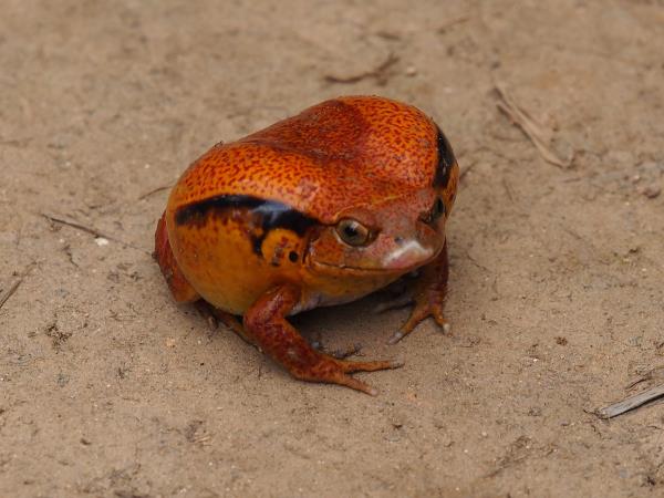 Northern Madagascar tailor made tour