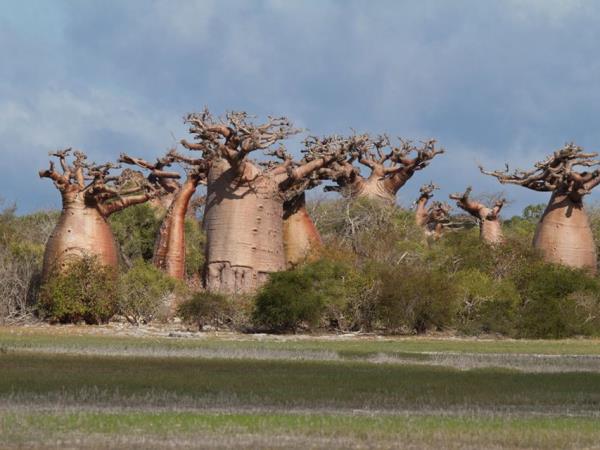 Madagascar wildlife and nature tour
