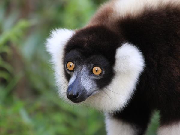 Madagascar wildlife and nature tour