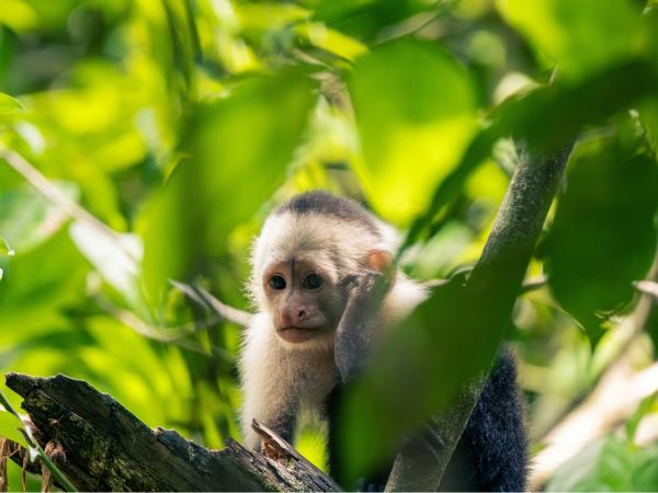 Costa Rica tailor made holiday, vistas and volcanoes