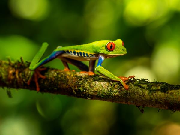 Costa Rica tailor made holiday, vistas and volcanoes
