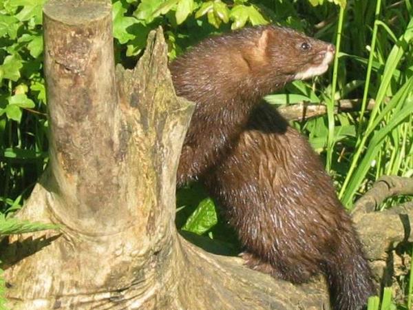 European mink watching holiday in Romania
