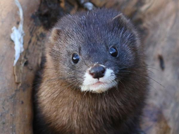 European mink watching holiday in Romania