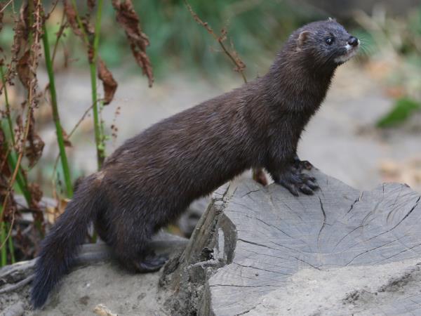 European mink watching holiday in Romania
