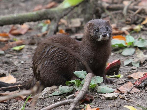 European mink watching holiday in Romania