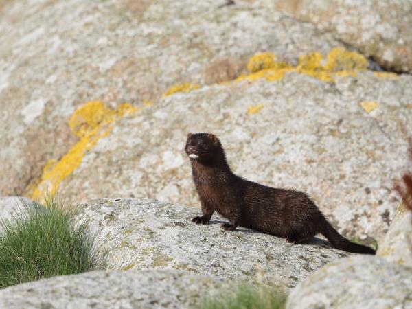 European mink watching holiday in Romania
