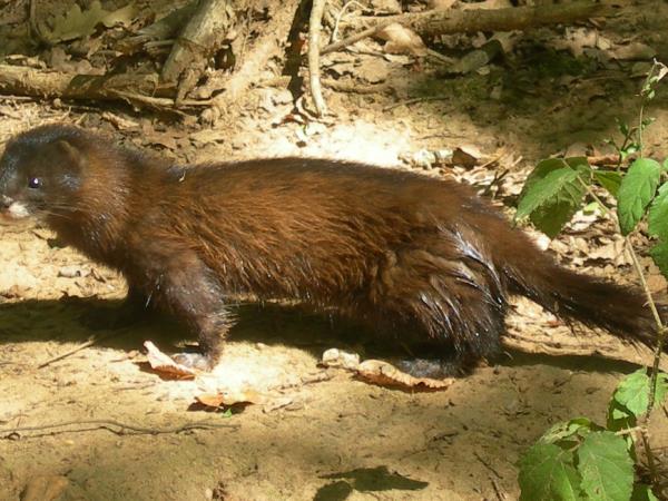 European mink watching holiday in Romania