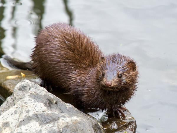 European mink watching holiday in Romania
