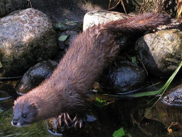 European mink watching holiday in Romania