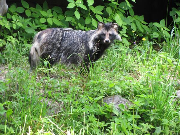 European mink watching holiday in Romania