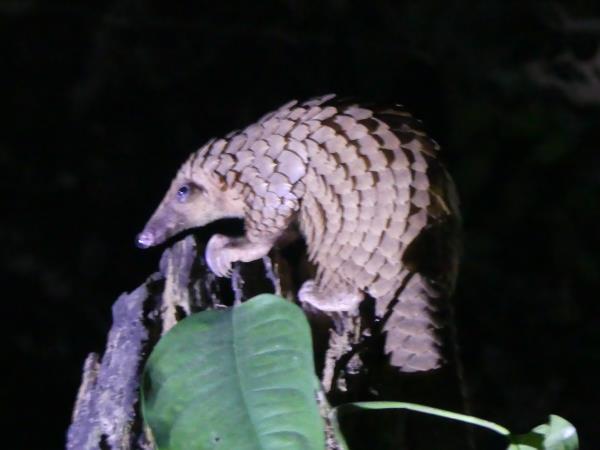 Pangolins and mammals of Ghana holiday