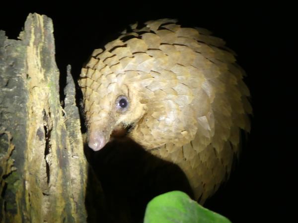 Pangolins and mammals of Ghana holiday