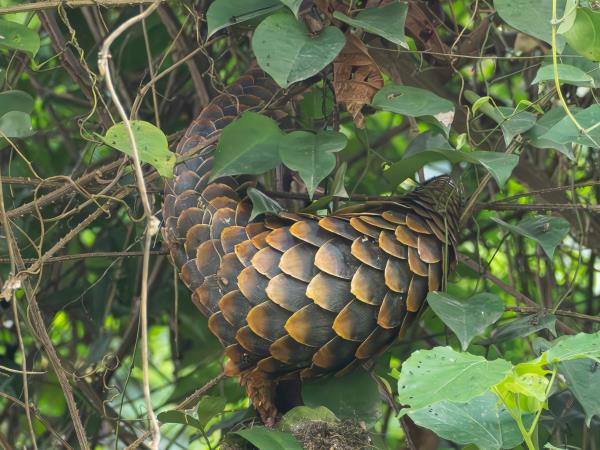 Pangolins and mammals of Ghana holiday