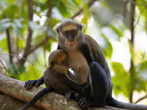 Pangolins and mammals of Ghana holiday