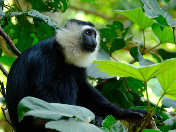 Pangolins and mammals of Ghana holiday