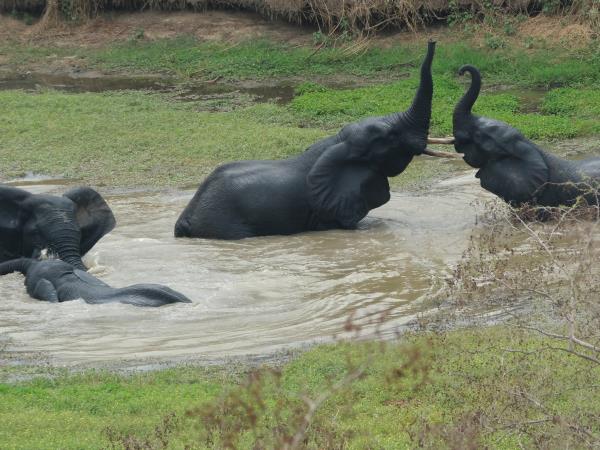 Pangolins and mammals of Ghana holiday