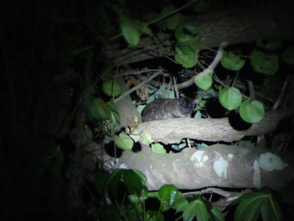 Pangolins and mammals of Ghana holiday
