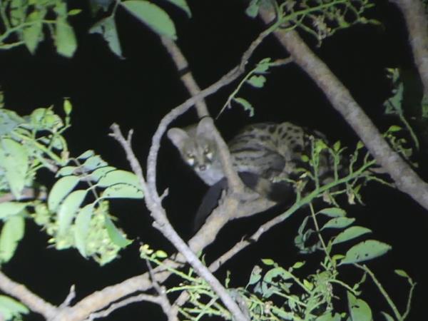 Pangolins and mammals of Ghana holiday
