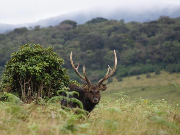 Sri Lanka leopards and wildlife holiday