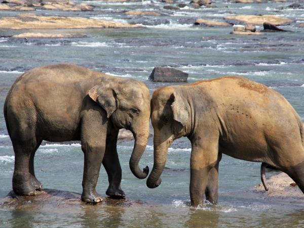 Sri Lanka leopards and wildlife holiday